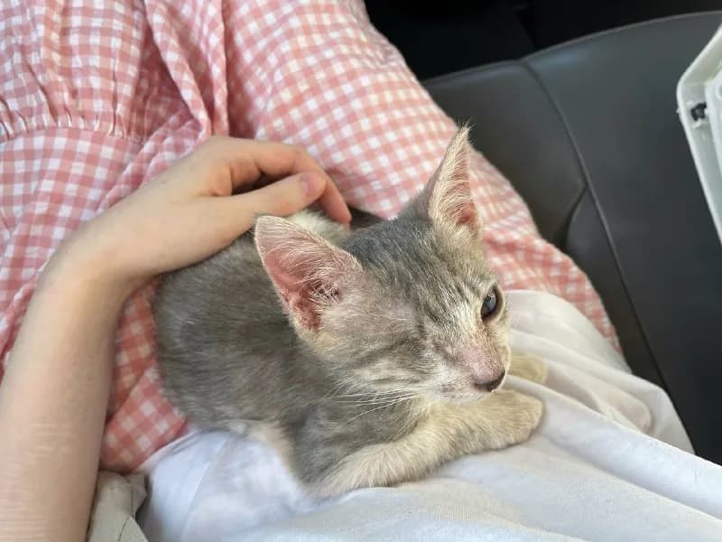 24 июля 🐱 — Ереван