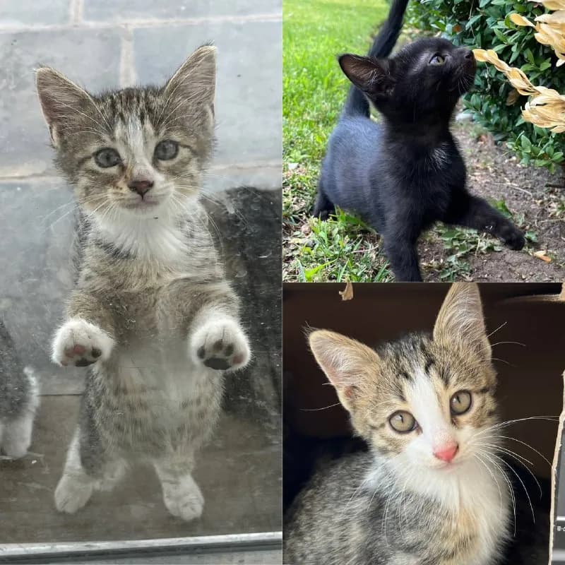 1 маленькую душу 🥺 — Ереван