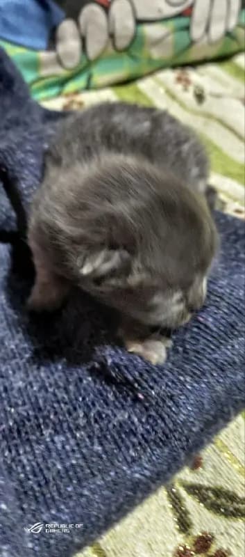 Scottish Fold, Шотландский Фолд, Мальчик, родился 05 Апреля. пока слишком маленький, детали в ЛС.  м — Батуми
