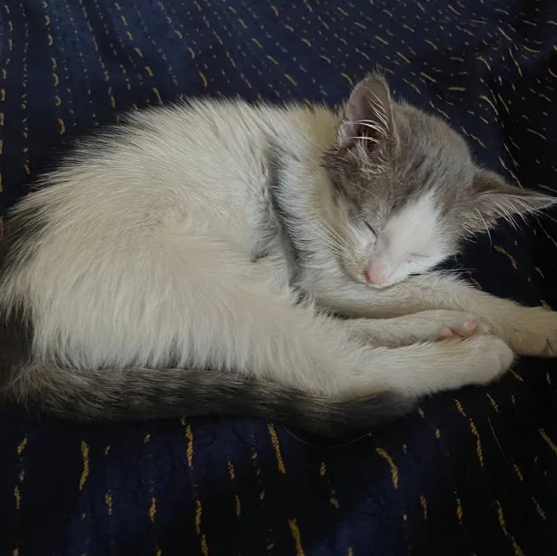 Котенок девочка 2 месяца ищет хозяина — Ереван