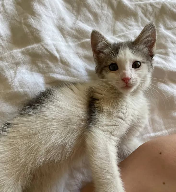 Котенок 2 месяца ищет хозяина — Ереван