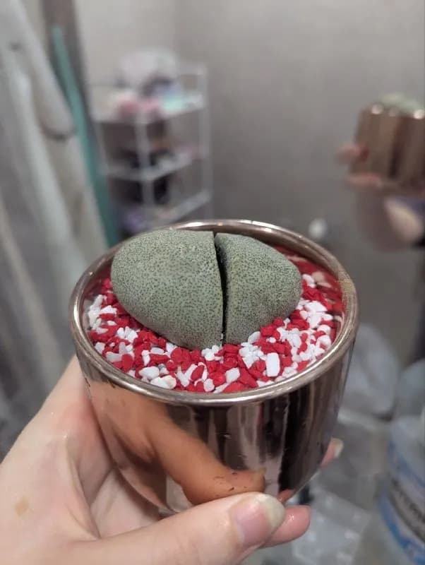 Живое растение-камень в горшке — Тбилиси — 20 ₾