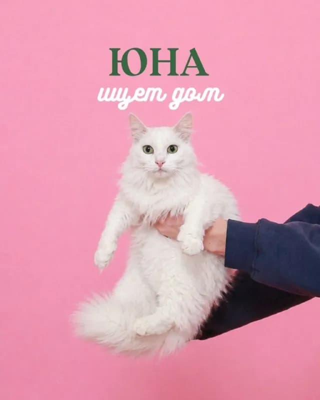 Кошка Юна 2 года стерилизована — Батуми