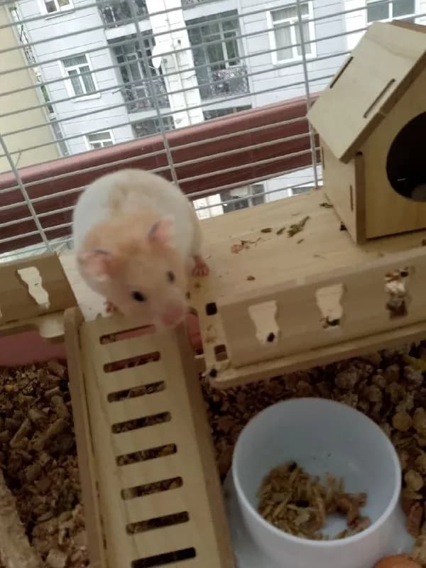 Отдам хомячков в добрые руки — Батуми