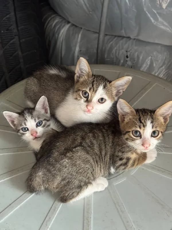 Маленькие котята ищут дом — Батуми
