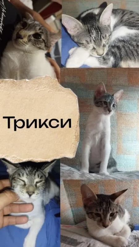 2 взрослых кота. Возможно, именно вы сможете подарить хотя бы одному котёнку дом и любящую семью. — Тбилиси