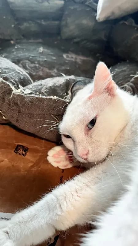 Кошка Луми ищет дом — Батуми