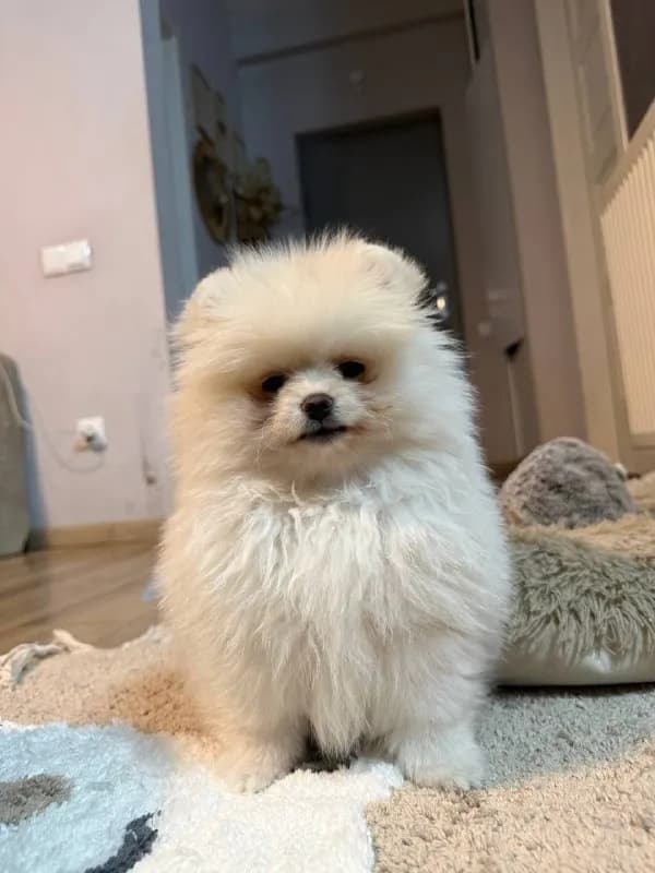 Pomeranian puppies — Батуми