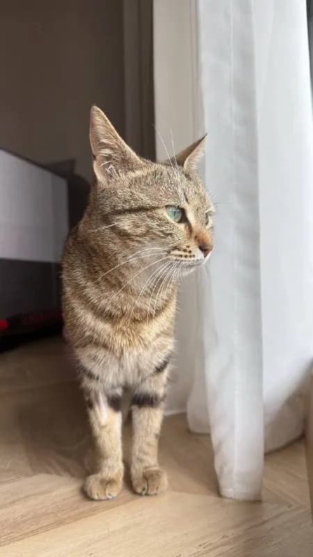 Кошечка Лилу ищет дом — Тбилиси