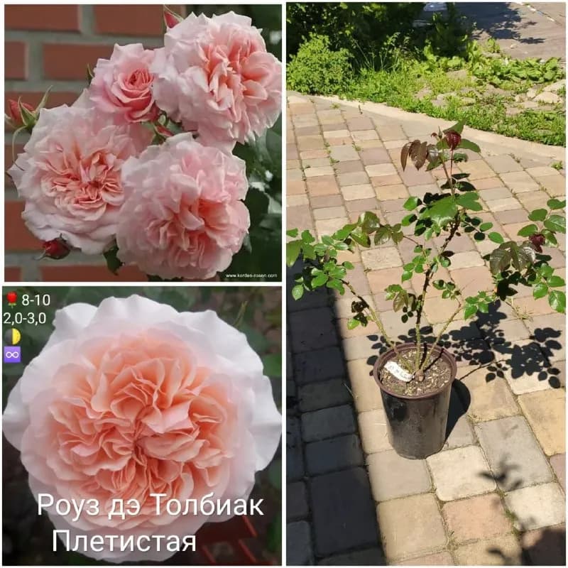 Розы и растения в горшках — Батуми — 50 ₾