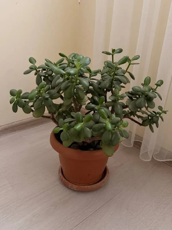 Денежное дерево — Батуми — 100 ₾