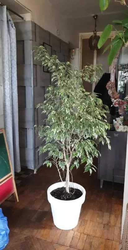 Фикус бенжамин 175 см — Тбилиси — 300 ₾