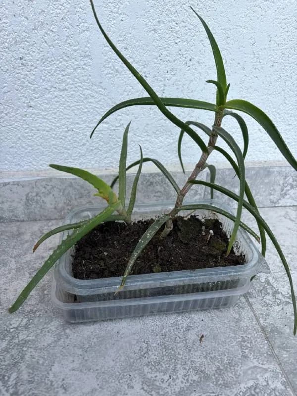 2 вида алое — Батуми