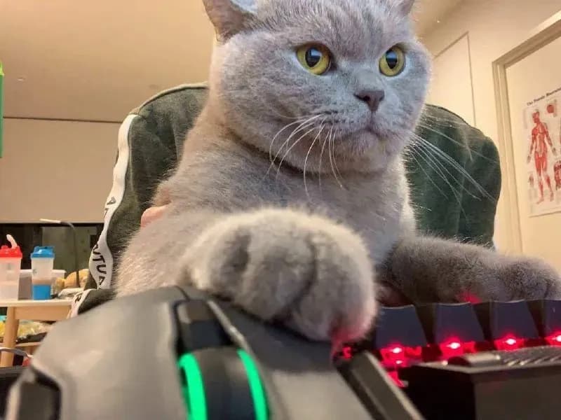 MacOS и других ОС — Тбилиси