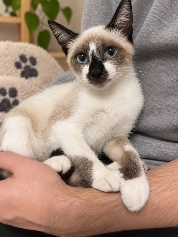 Котёнок Лотос ищет дом — Тбилиси