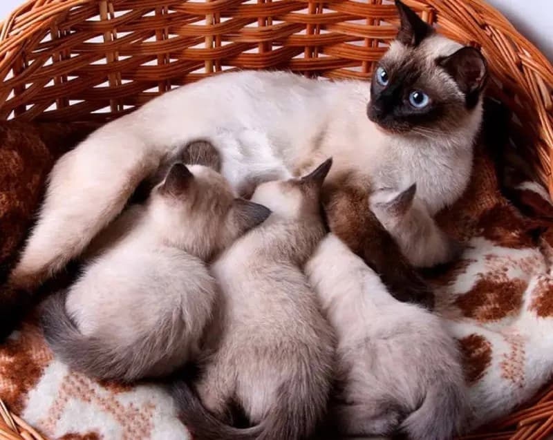 Сиамские котята — Тбилиси