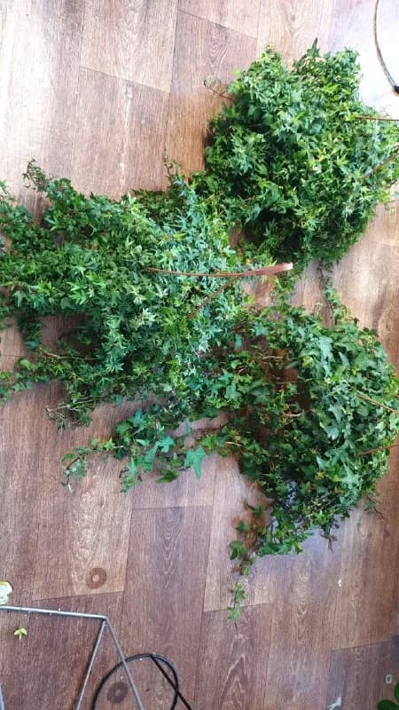 50 ლარი ბუჩქზე — Тбилиси — 50 ₾