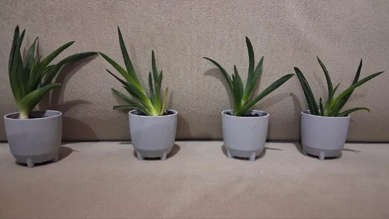 50tl за 1 горшочек — Анталия — 50 ₺