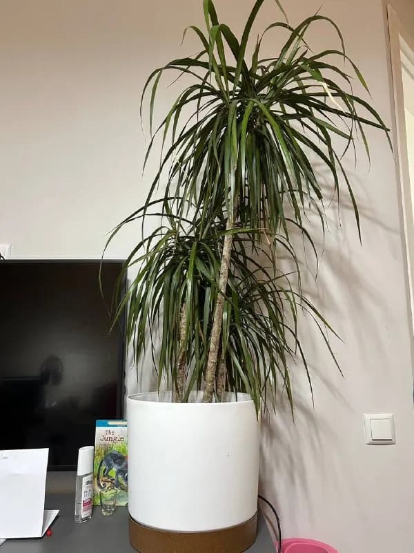 Комнатное растение в горшке — Батуми — 60 ₾