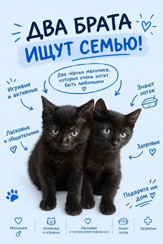 2 месяца, Красивые, сообразительные, ласковые и очень хотят оказаться в тепле и безопасности. — Батуми