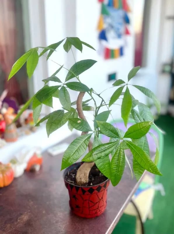 Pachira aquatica — Ереван — 7 000 ֏
