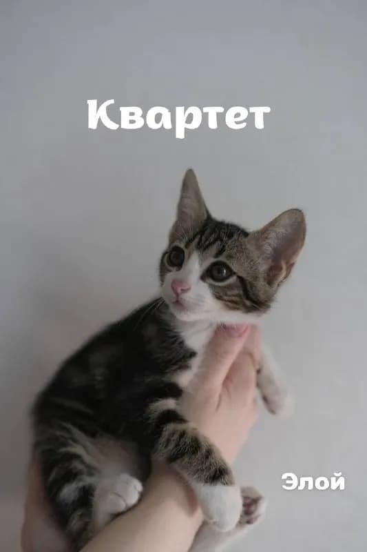 2–2,5 месяца, они игривые, ласковые и уже приучены к лотку. Обработаны и привиты по возрасту. — Тбилиси