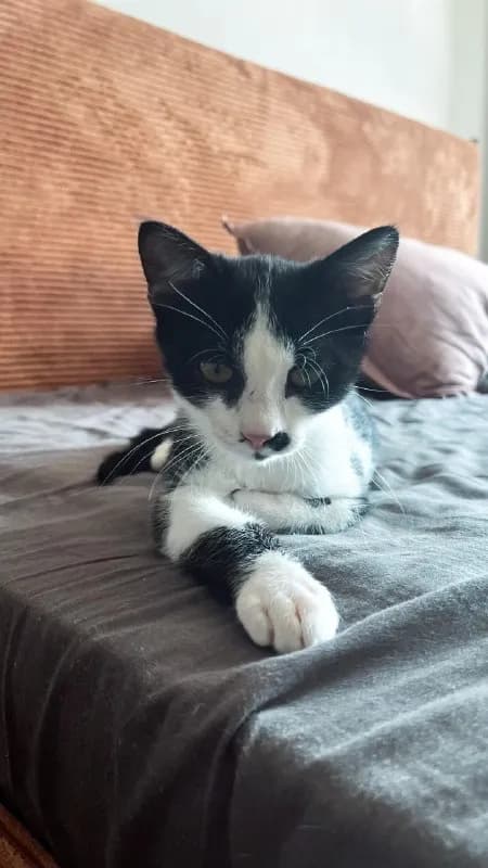 Котёнок 3.5 месяца, хулиган и растоман — Батуми