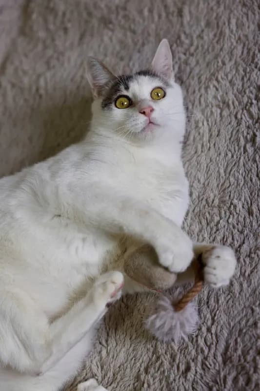 Котёнок 10 месяцев, привит, кастрирован — Батуми