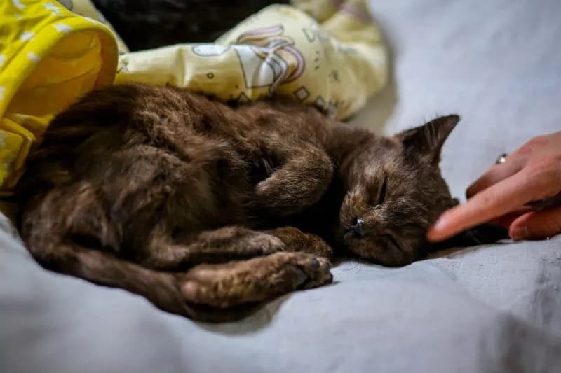 Кошка Шоко и кот Паша ищут дом — Батуми