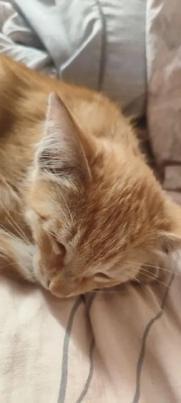 Котёнок 1-2 месяца, ищет передержку или дом — Ереван