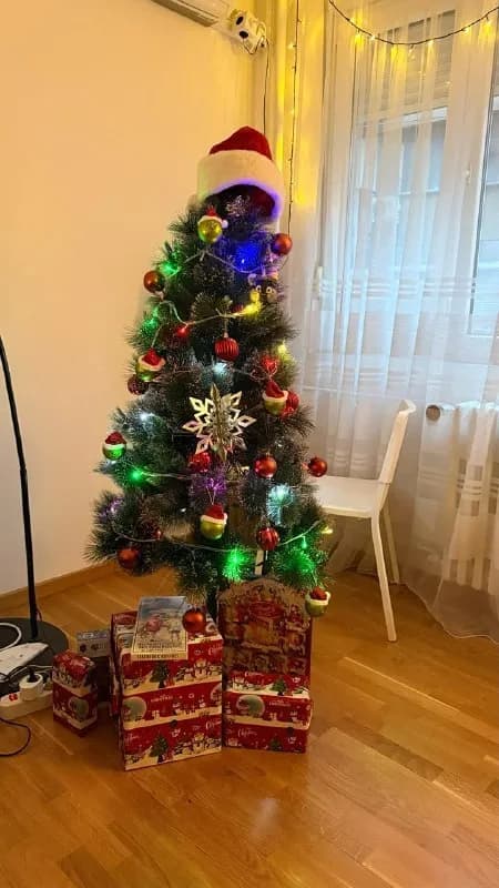 160 см, устойчивая металлическая подставка, пушистые ветки с заснеженным напылением. — Белград — 5 300 дин
