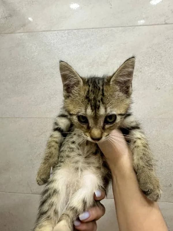 6 котят на улице в Тбилиси, ищут дом — Тбилиси