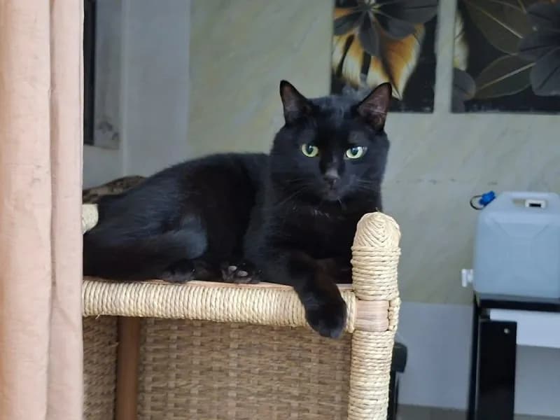 Котик Минуш 4 года, кастрирован, привит — Стамбул