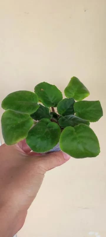 Сенполия, растение — Батуми — 4 ₾