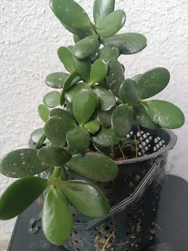 Красивое денежное дерево — толстянка (Crassula ovata) 🌿 — Батуми — 30 ₾