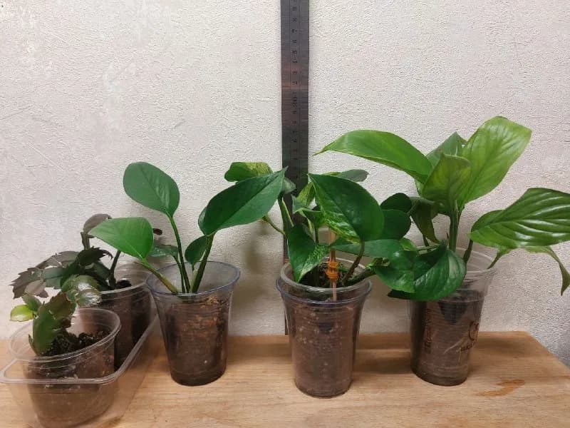 Растения: Schlumbergera, Epipremnum, Spathiphyllum — Батуми — 15 ₾