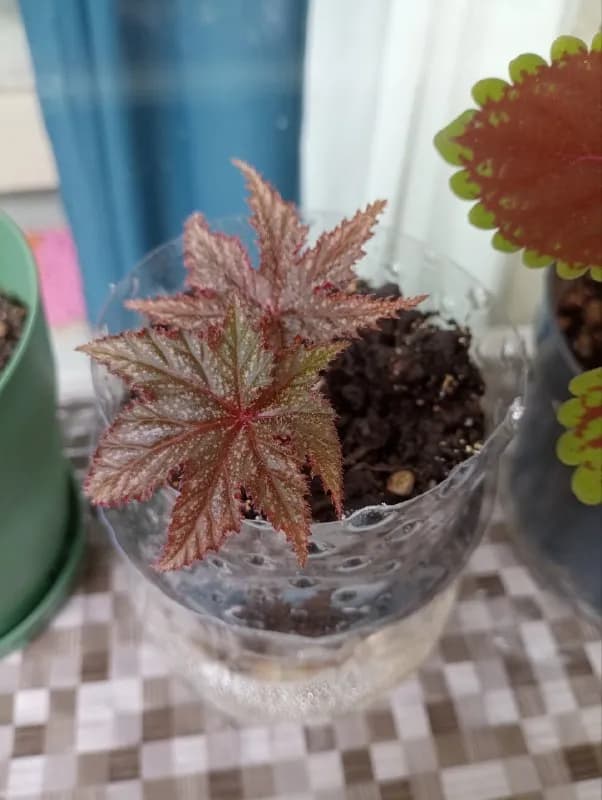 Продам бегонию Грифон — Батуми — 15 ₾