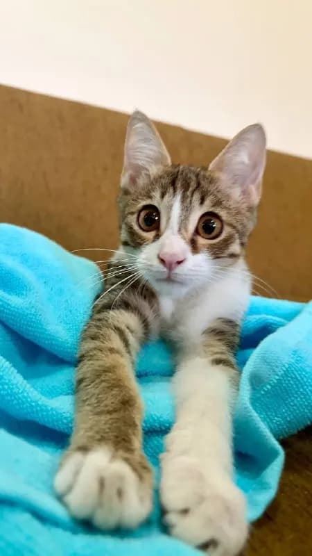 Котёнок Кими ищет дом — Ереван