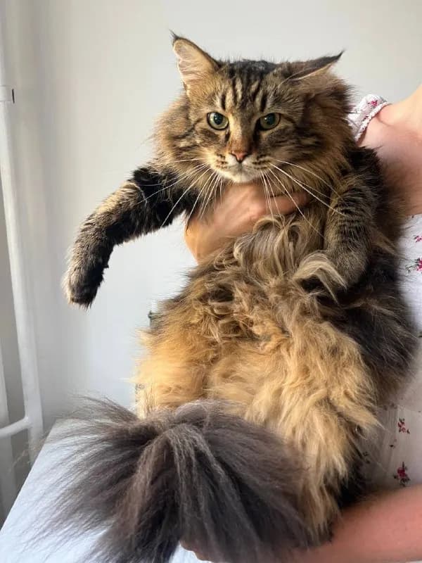 Кошка Мия, стерилизована, вакцинирована — Белград