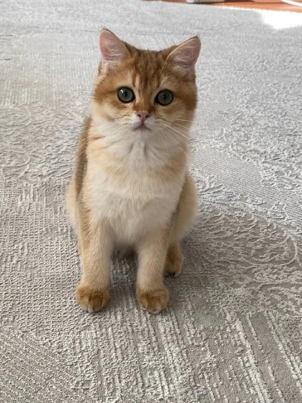 Золотые котята в Стамбуле — Стамбул
