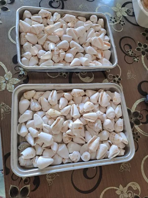 Ракушки крупные, 4 кг — Анталия — 500 ₺