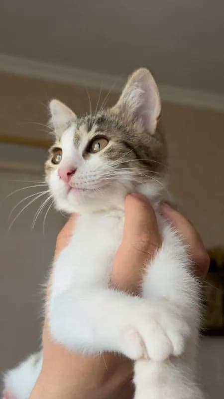 Котята 5 месяцев, привиты, приучены к лотку — Тбилиси