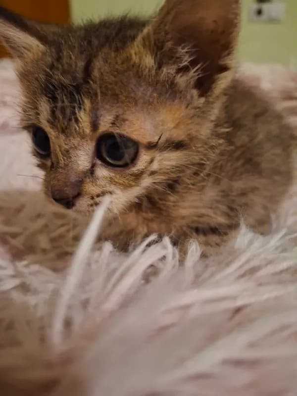 Котёнок — Тбилиси