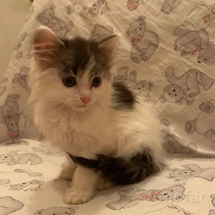 Котёнок 1,5 мес — Минск