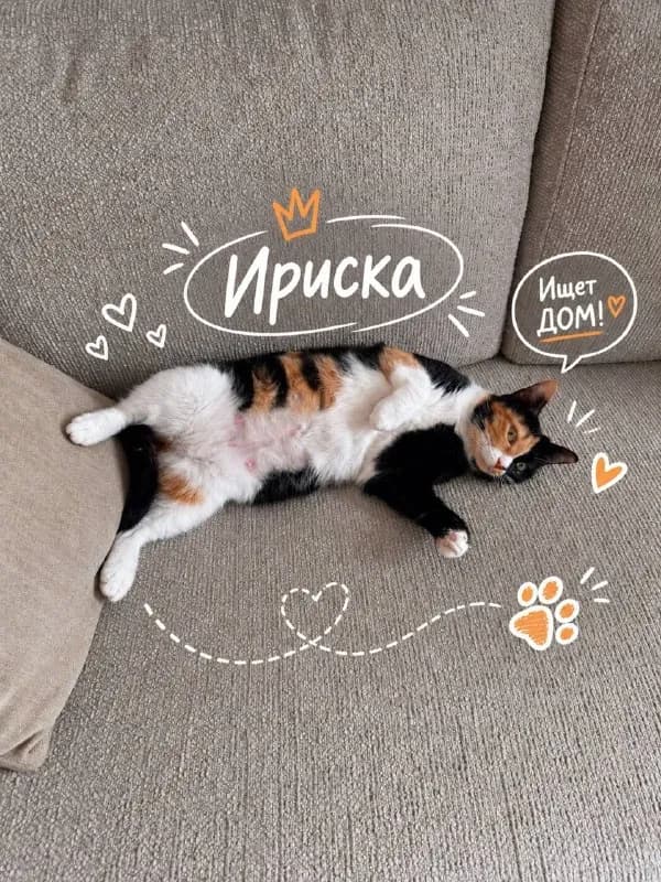 Ириска — Тбилиси