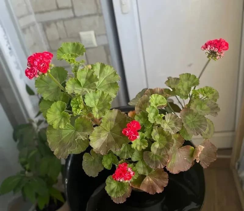 Цветущая герань — Батуми — 25 ₾