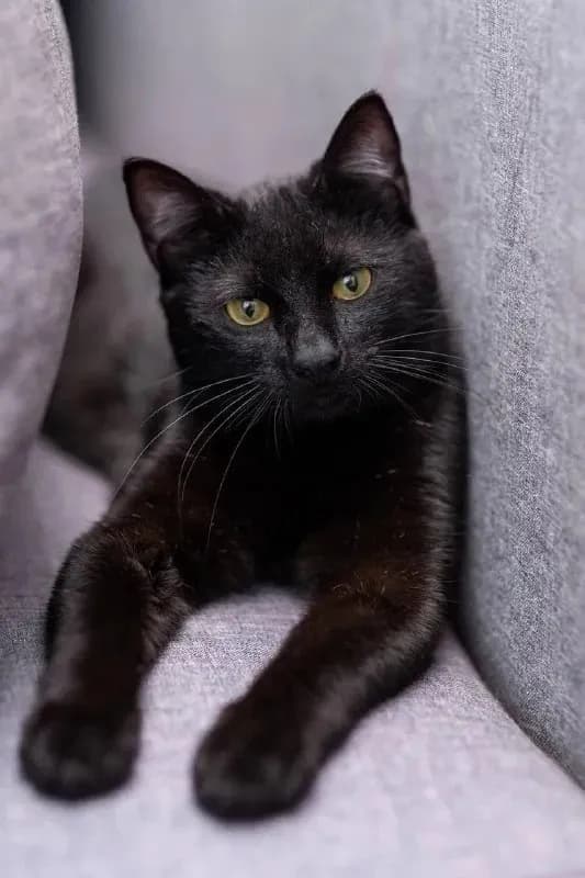 Котик Пьер ищет дом — Батуми