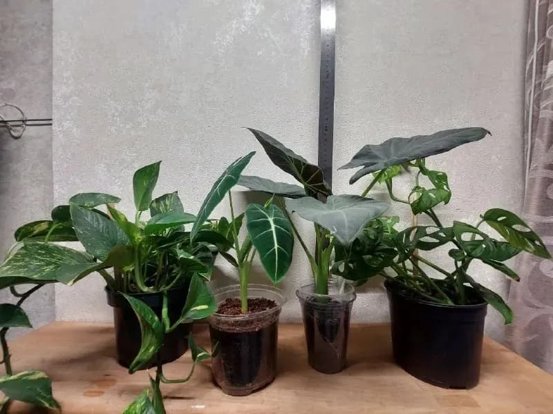 Растения: Epipremnum, Alocasia, Monstera — Батуми — 40 ₾