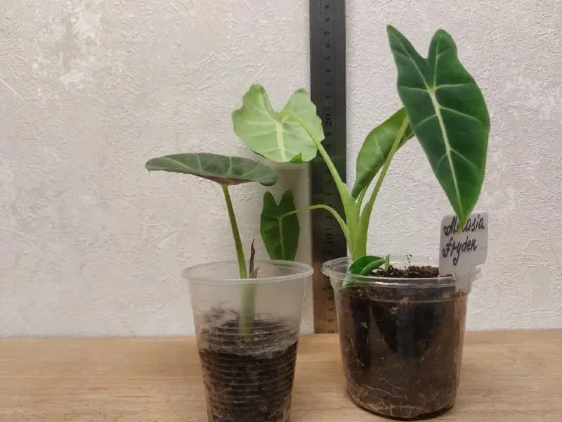 Alocasia Regal Shields, Alocasia Frydek — Батуми — 30 ₾