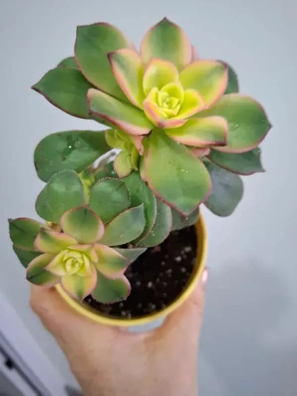 Растения и корзина — Батуми — 20 ₾